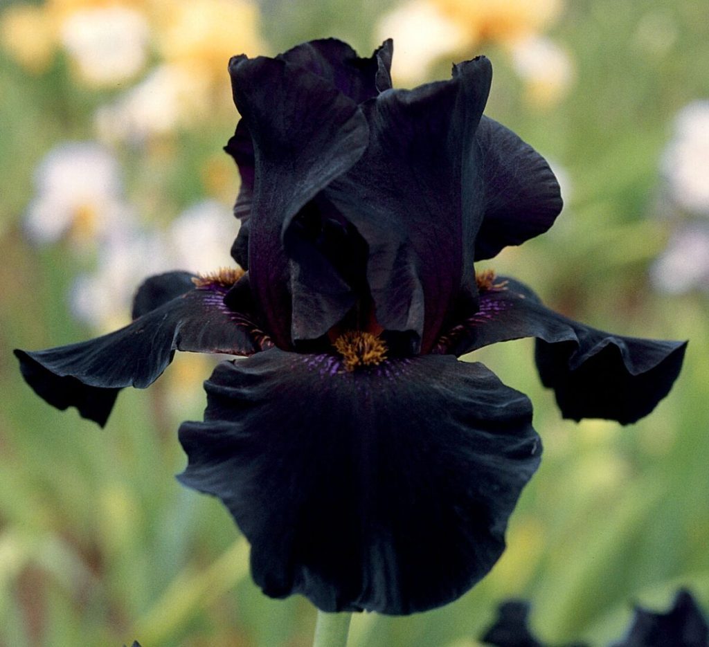 Flores Pretas Bearded Iris ‘Before the Storm’