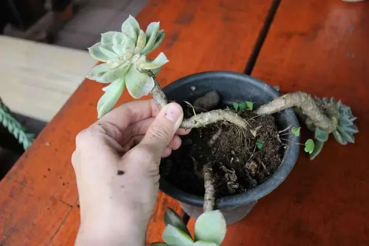 7 doenças que podem atacar sua suculenta