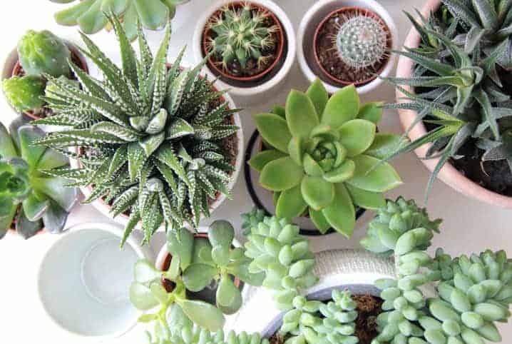 Como cuidar de suculentas; dicas para manter sua planta saudável